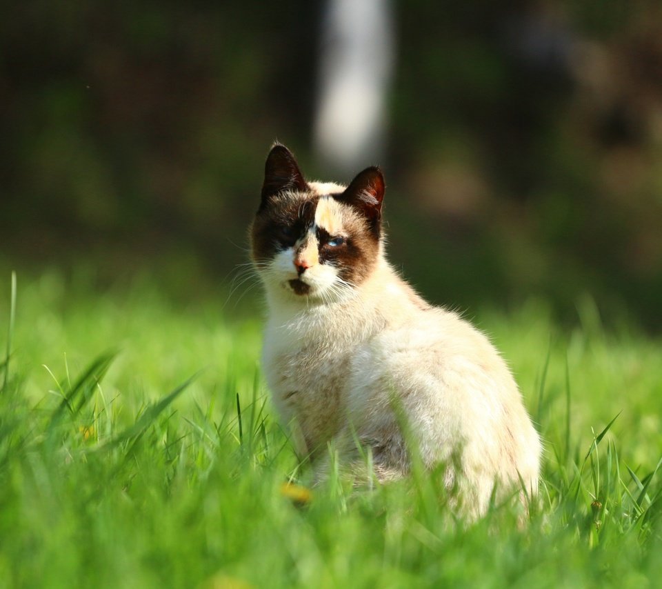 Обои трава, зелень, кот, мордочка, усы, кошка, взгляд, grass, greens, cat, muzzle, mustache, look разрешение 1920x1280 Загрузить