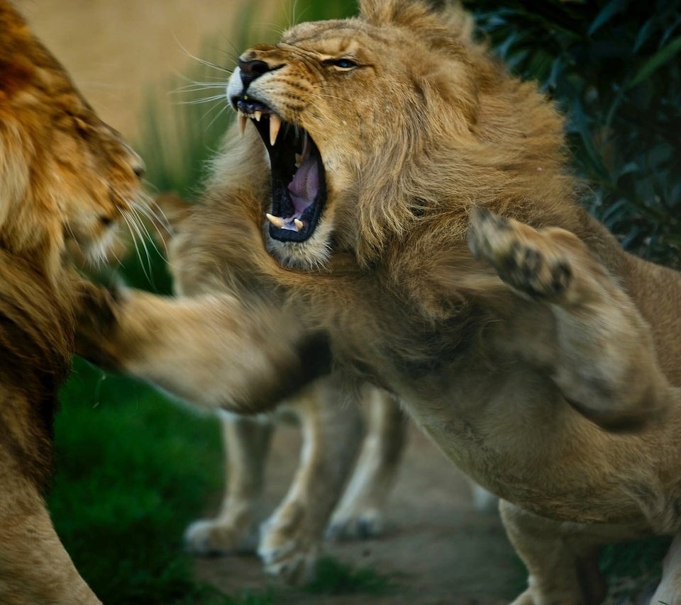 Обои животные, львы, разборки, хищники, драка, animals, lions, showdown, predators, fight разрешение 2048x1247 Загрузить