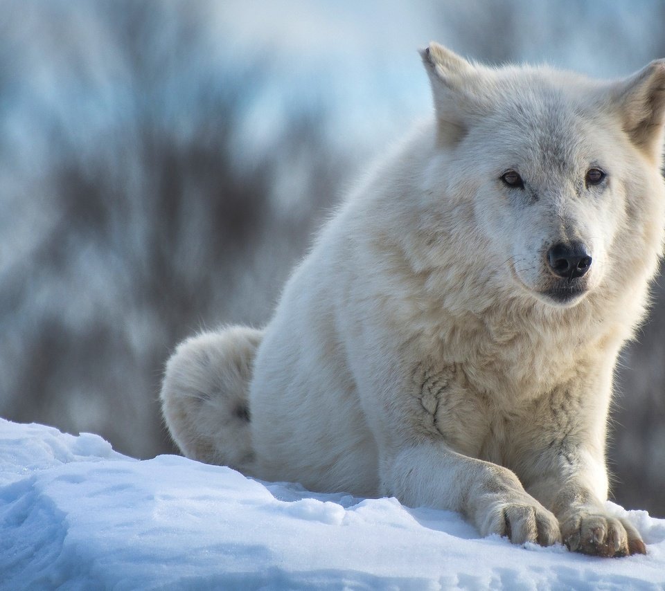 Обои морда, волк, снег, полярный, природа, арктический волк, арктический, зима, лапы, взгляд, белый, лежит, face, wolf, snow, polar, arctic wolf, nature, arctic, winter, paws, look, white, lies разрешение 2048x1152 Загрузить