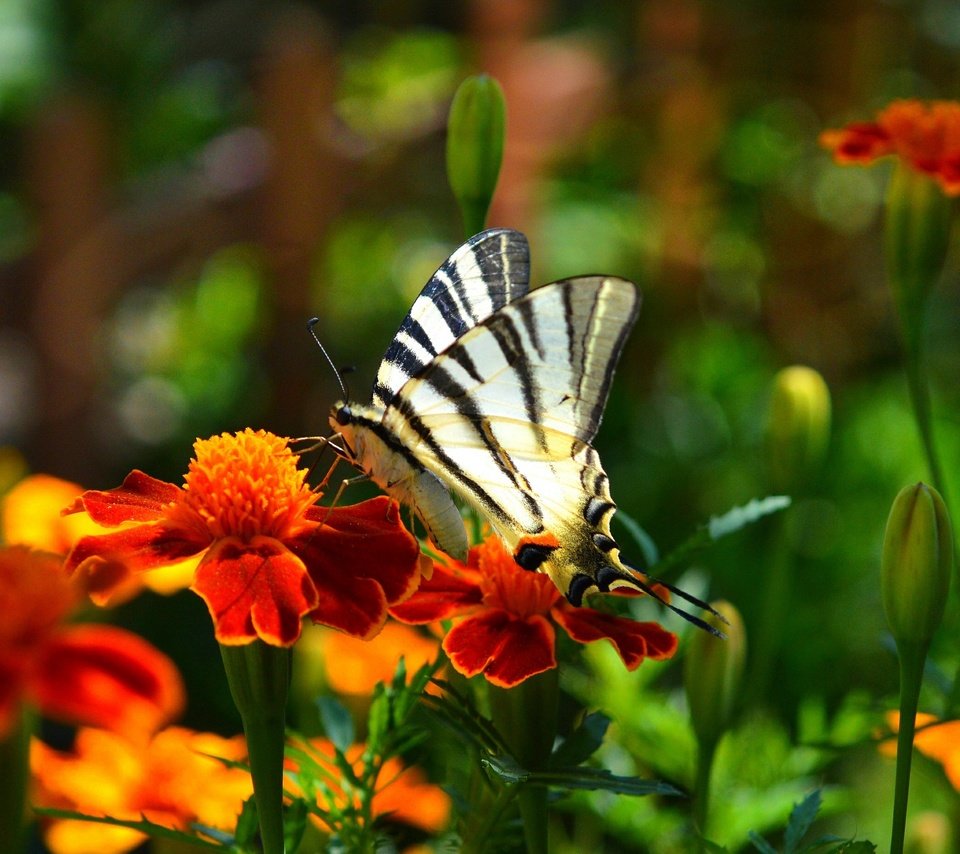 Обои цветы, насекомое, парусник, бабочка, крылья, бархатцы, flowers, insect, sailboat, butterfly, wings, marigolds разрешение 3000x1852 Загрузить