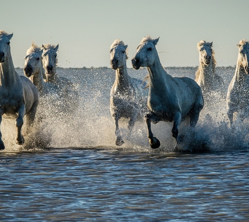 Обои вода, закат, брызги, лошади, кони, стадо, water, sunset, squirt, horse, horses, the herd разрешение 1920x1080 Загрузить
