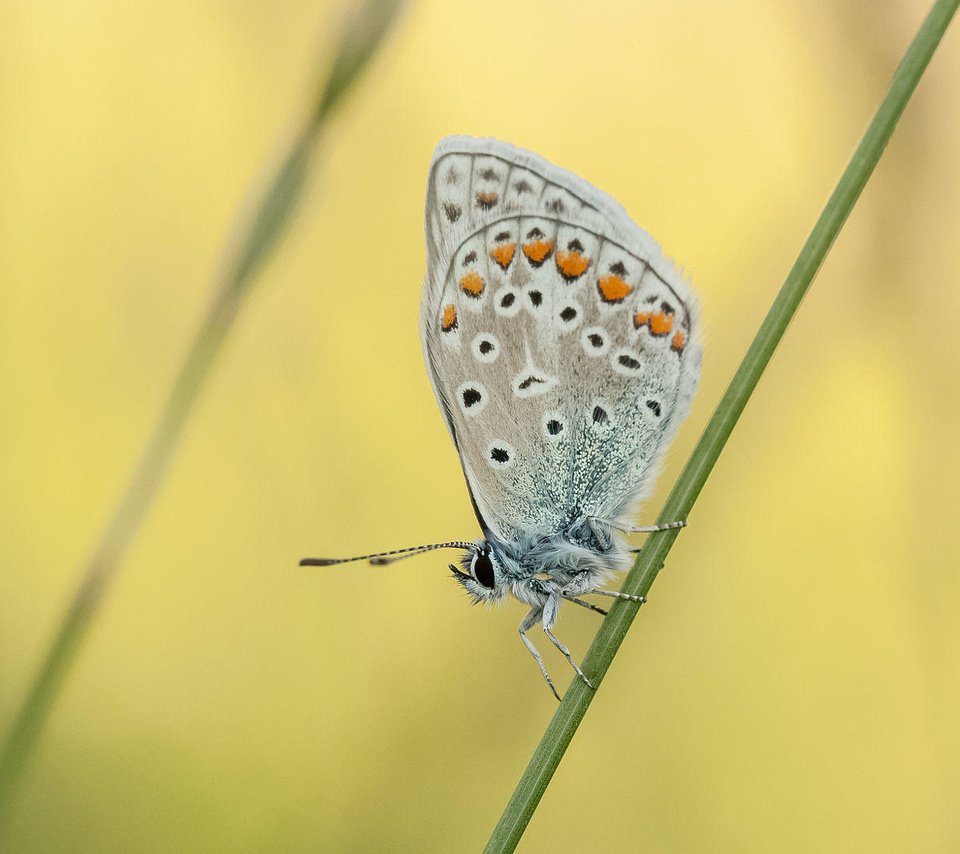 Обои насекомое, бабочка, растение, травинка, johannes dörrstock, insect, butterfly, plant, a blade of grass разрешение 2000x1093 Загрузить