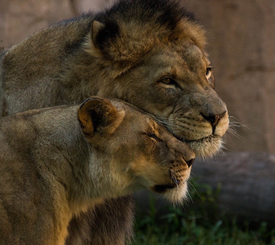 Обои пара, львы, нежность, дикие кошки, лев, львица, pair, lions, tenderness, wild cats, leo, lioness разрешение 5472x3396 Загрузить