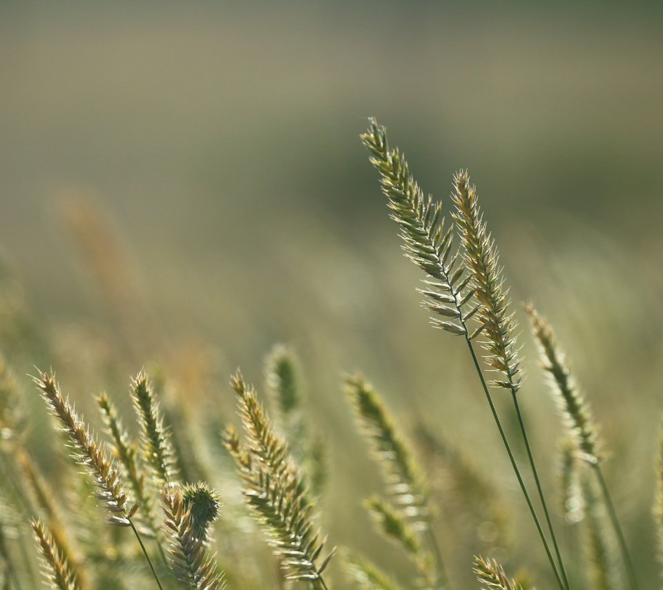 Обои трава, природа, фон, лето, колоски, стебли, grass, nature, background, summer, spikelets, stems разрешение 1920x1280 Загрузить