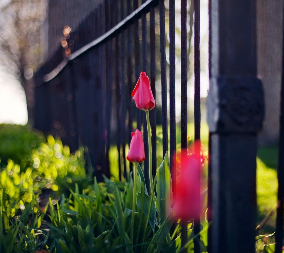Обои цветы, забор, тюльпаны, flowers, the fence, tulips разрешение 1920x1200 Загрузить