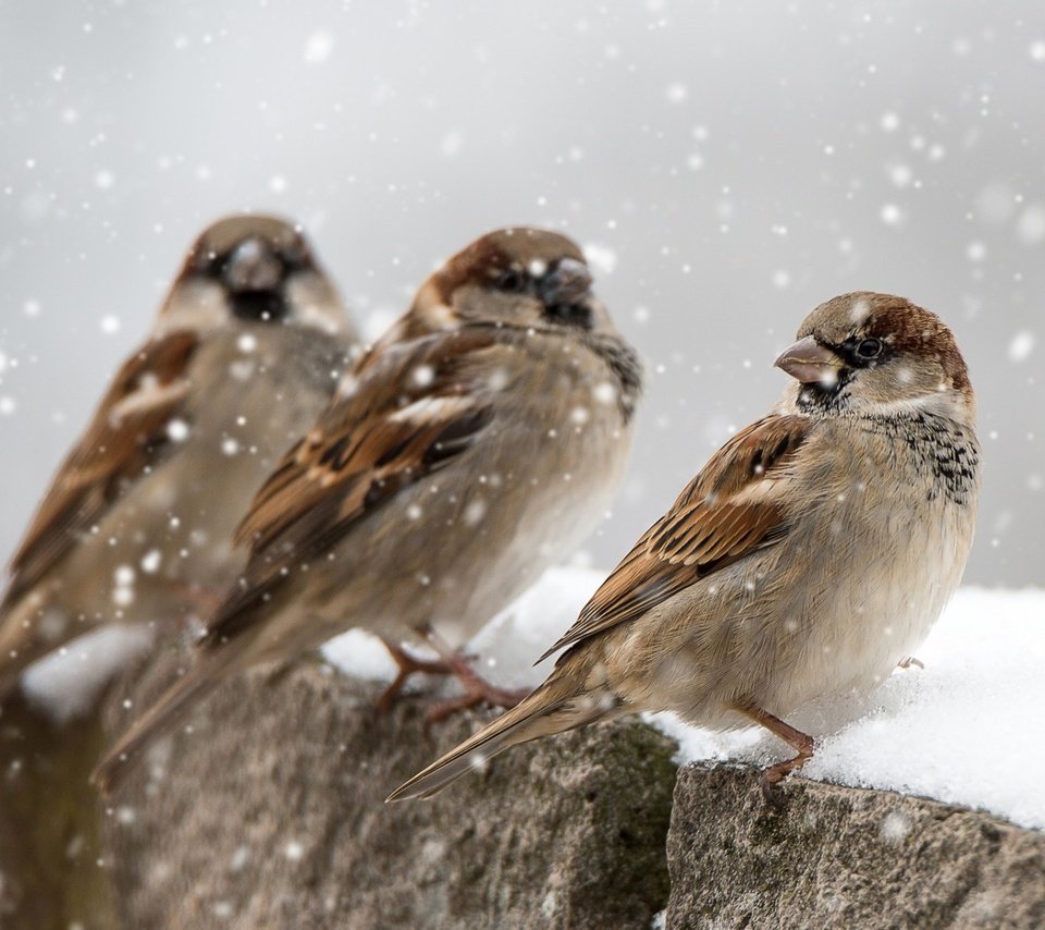 Обои снег, зима, птицы, клюв, перья, воробьи, snow, winter, birds, beak, feathers, sparrows разрешение 1920x1200 Загрузить