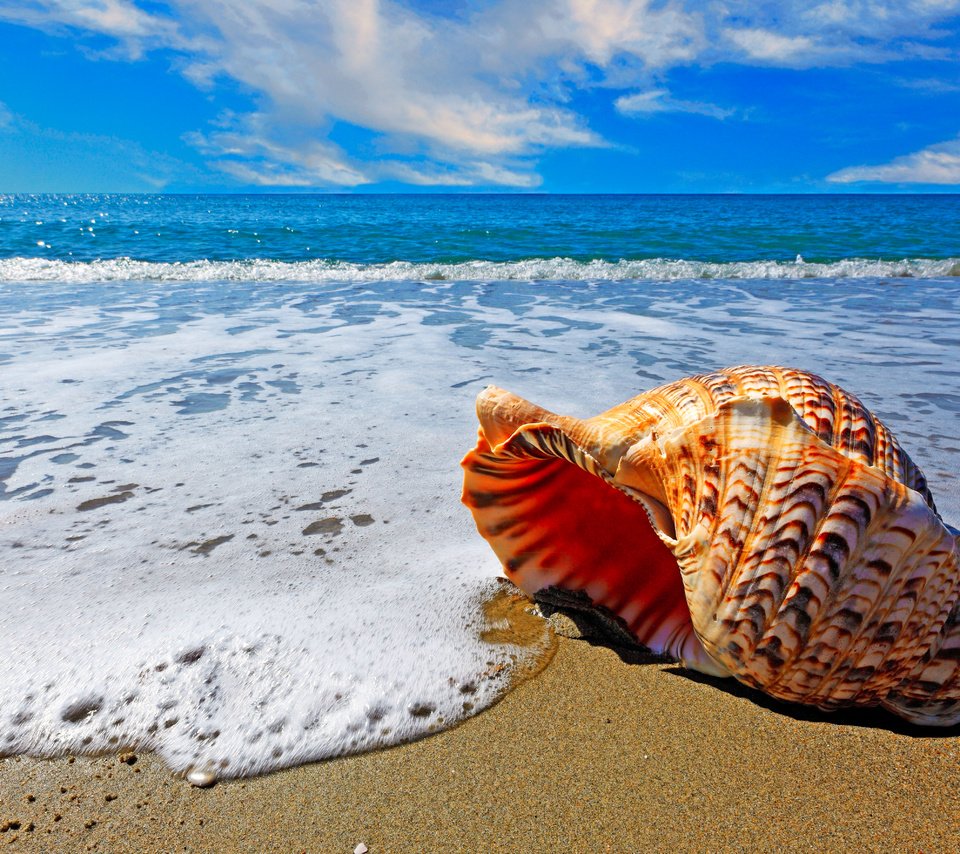 Обои небо, облака, море, пляж, горизонт, ракушка, the sky, clouds, sea, beach, horizon, shell разрешение 5601x3542 Загрузить