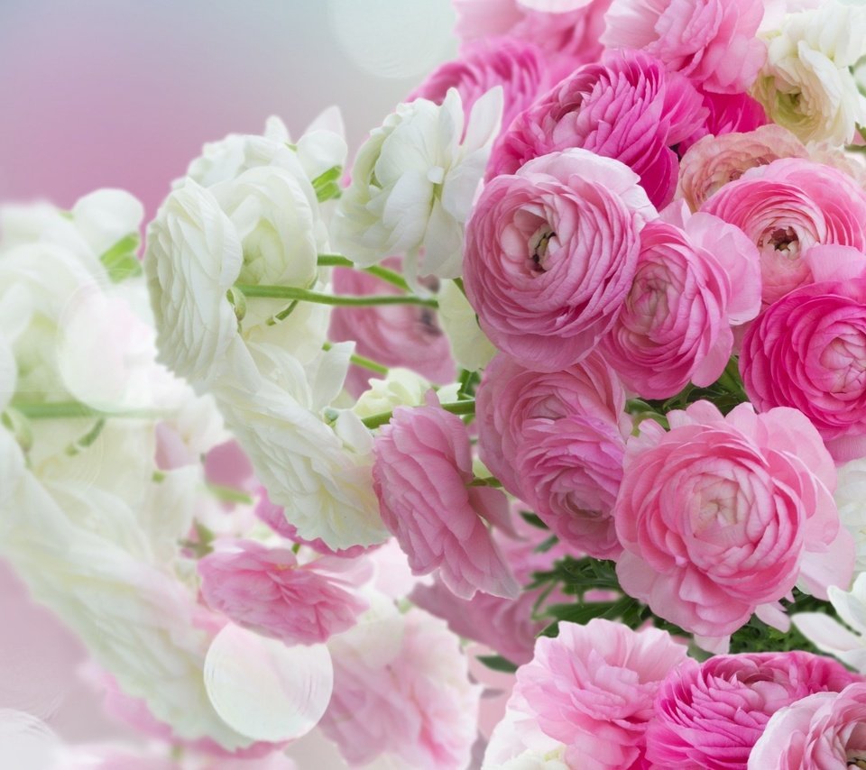 Обои розовые цветы, белая, красива,  цветы, ранункулюс, лютики, пинк, pink flowers, white, beautiful, flowers, ranunculus, buttercups, pink разрешение 2560x1600 Загрузить