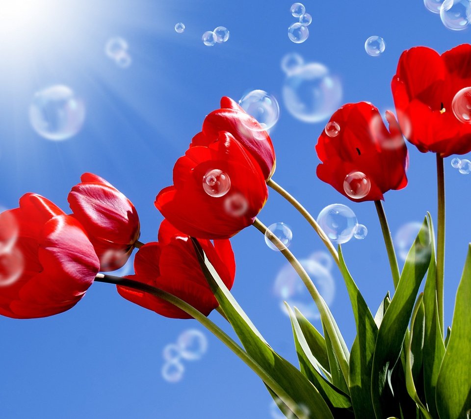 Обои небо, пузырьки, цветы, солнце, листья, лучи, красные, тюльпаны, стебли, the sky, bubbles, flowers, the sun, leaves, rays, red, tulips, stems разрешение 2880x1800 Загрузить