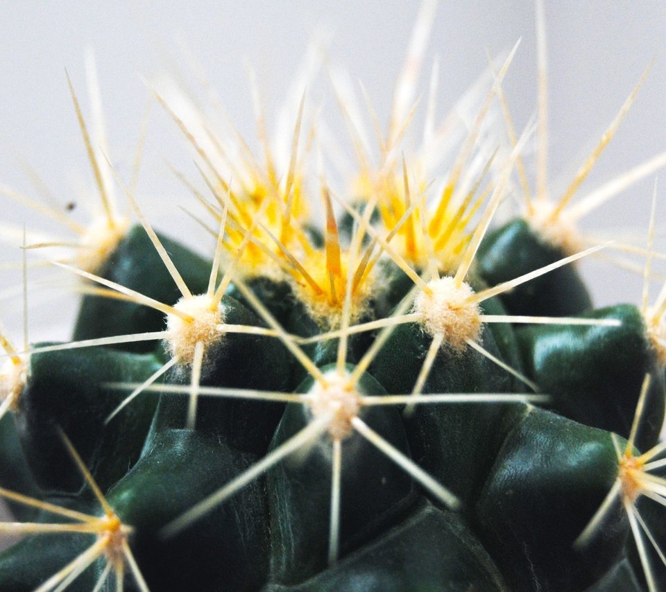 Обои макро, цветок, колючки, шипы, кактус, macro, flower, barb, spikes, cactus разрешение 3809x2550 Загрузить