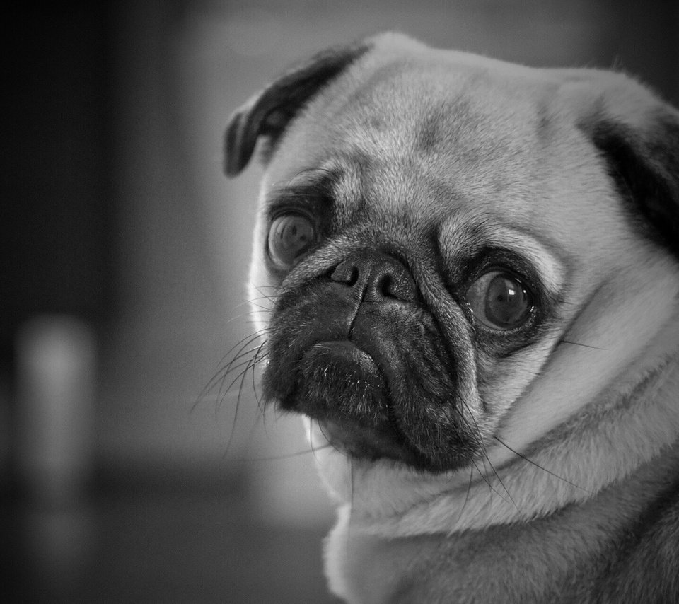 Обои глаза, мордочка, взгляд, чёрно-белое, собака, мопс, eyes, muzzle, look, black and white, dog, pug разрешение 1920x1280 Загрузить