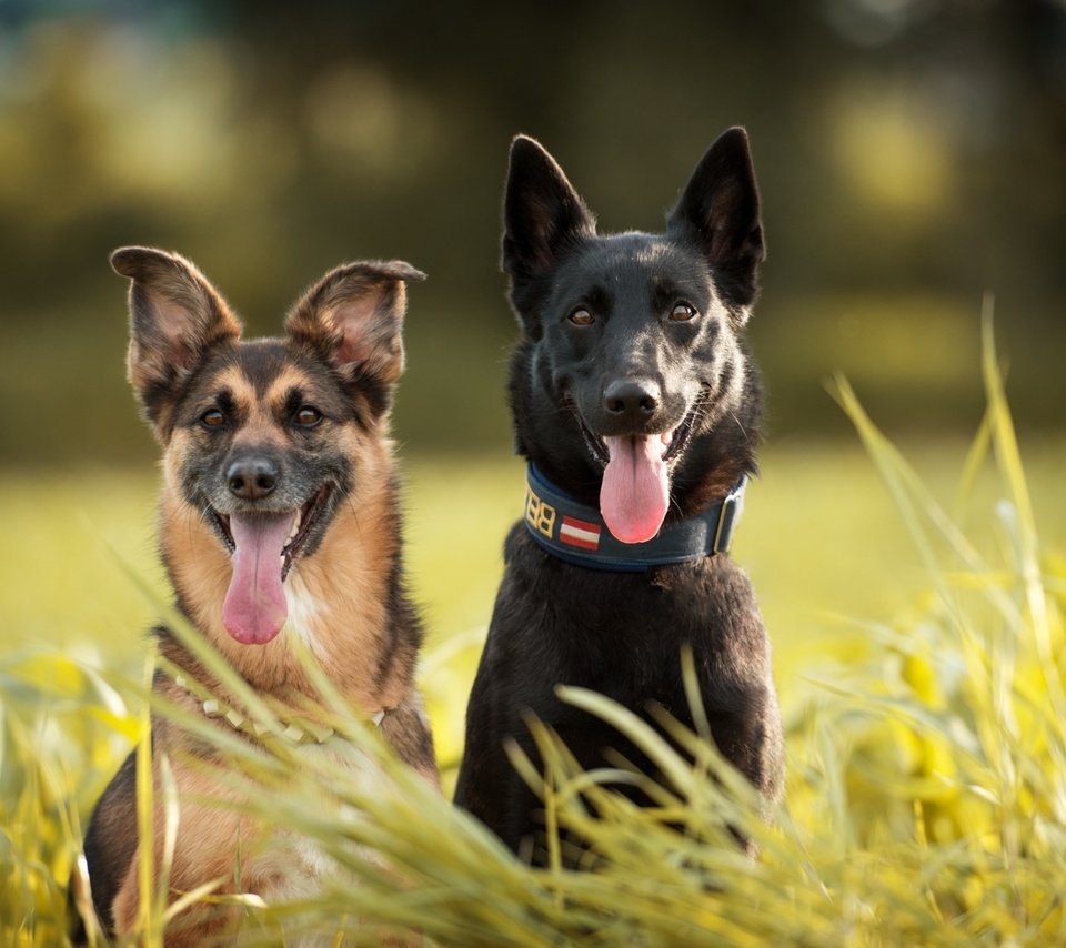 Обои трава, взгляд, ошейник, язык, собаки, мордочки, овчарки, grass, look, collar, language, dogs, faces, shepherd разрешение 1920x1200 Загрузить