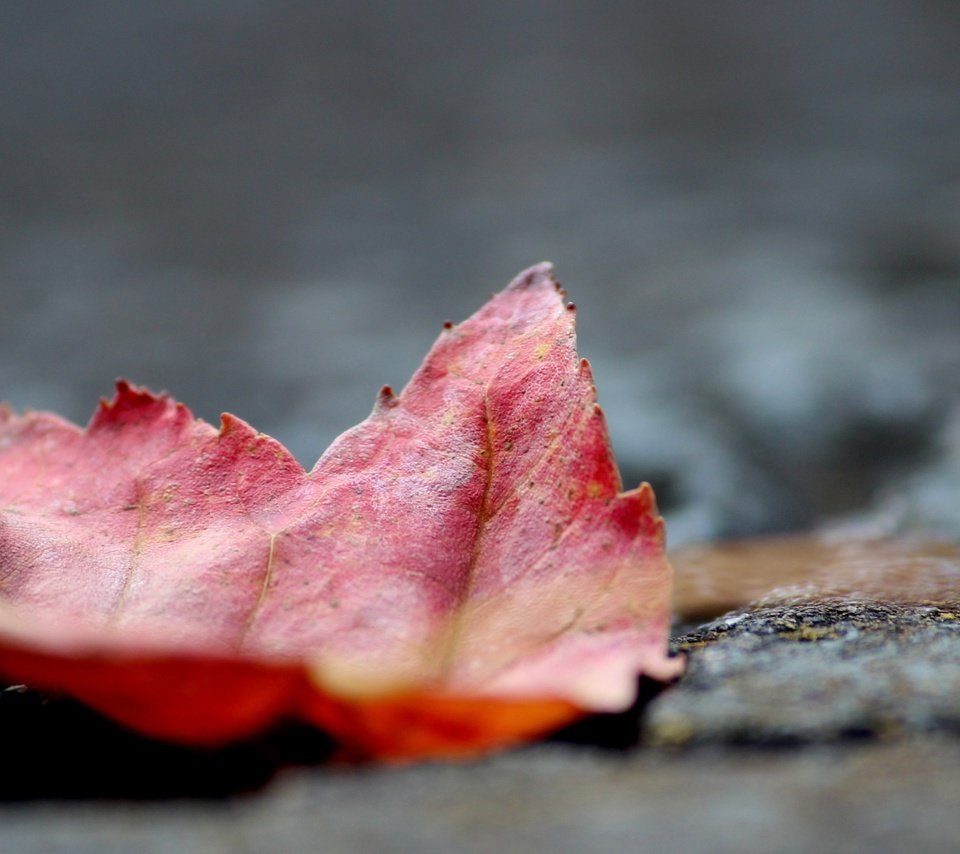 Обои природа, макро, осень, лист, кленовый лист, осенний листок, nature, macro, autumn, sheet, maple leaf разрешение 3840x2160 Загрузить