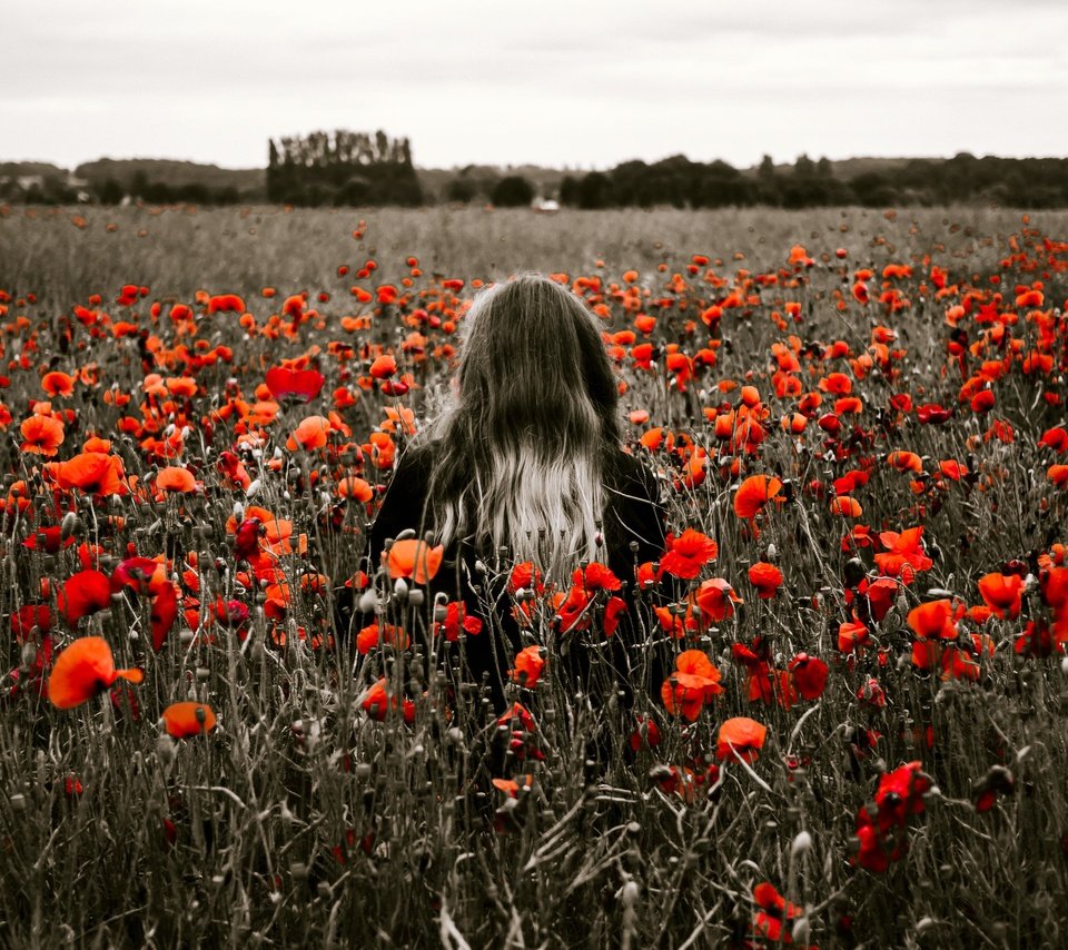 Обои цветы, девушка, поле, красные, маки, модель, спина, волосы, flowers, girl, field, red, maki, model, back, hair разрешение 4607x2661 Загрузить