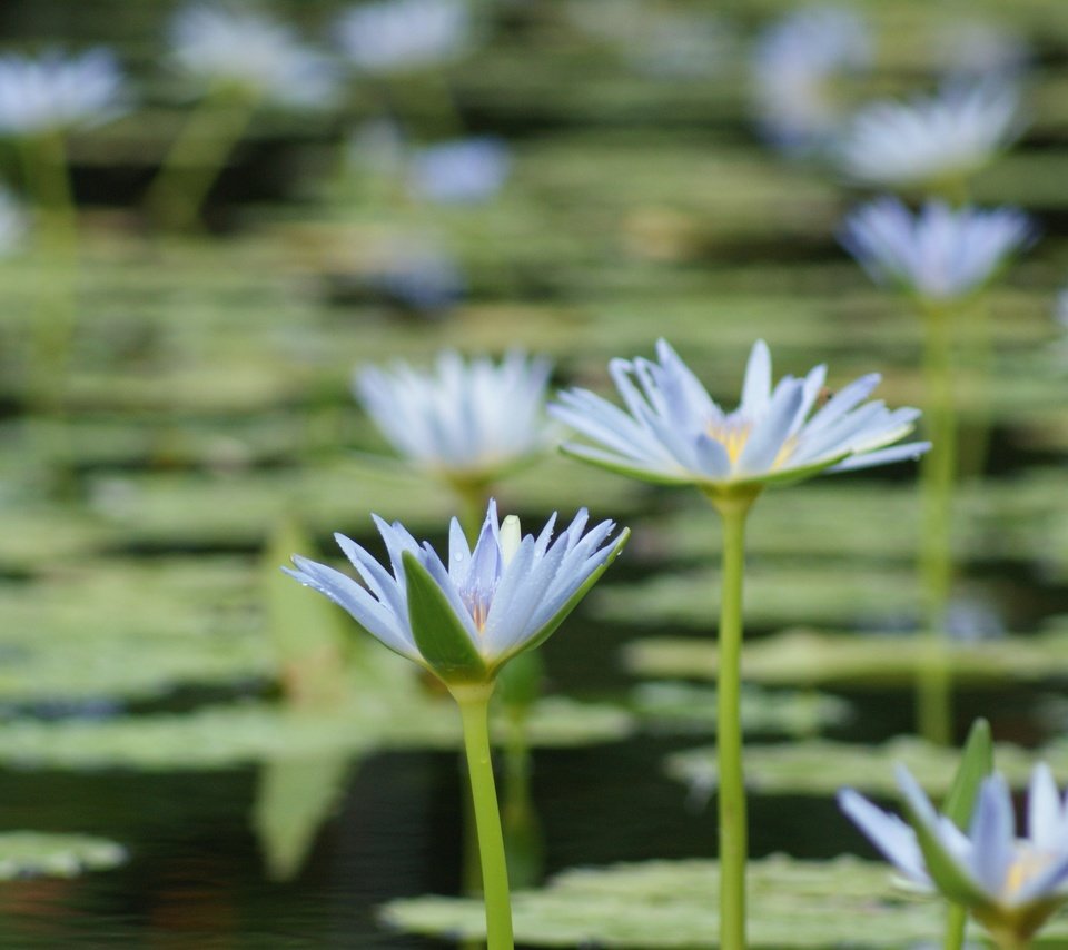 Обои цветы, озеро, лепестки, кувшинки, водяная лилия, flowers, lake, petals, water lilies, water lily разрешение 4592x2576 Загрузить