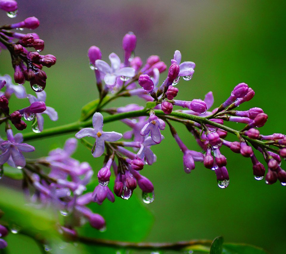 Обои цветы, ветка, природа, макро, капли, сирень, flowers, branch, nature, macro, drops, lilac разрешение 5456x3632 Загрузить