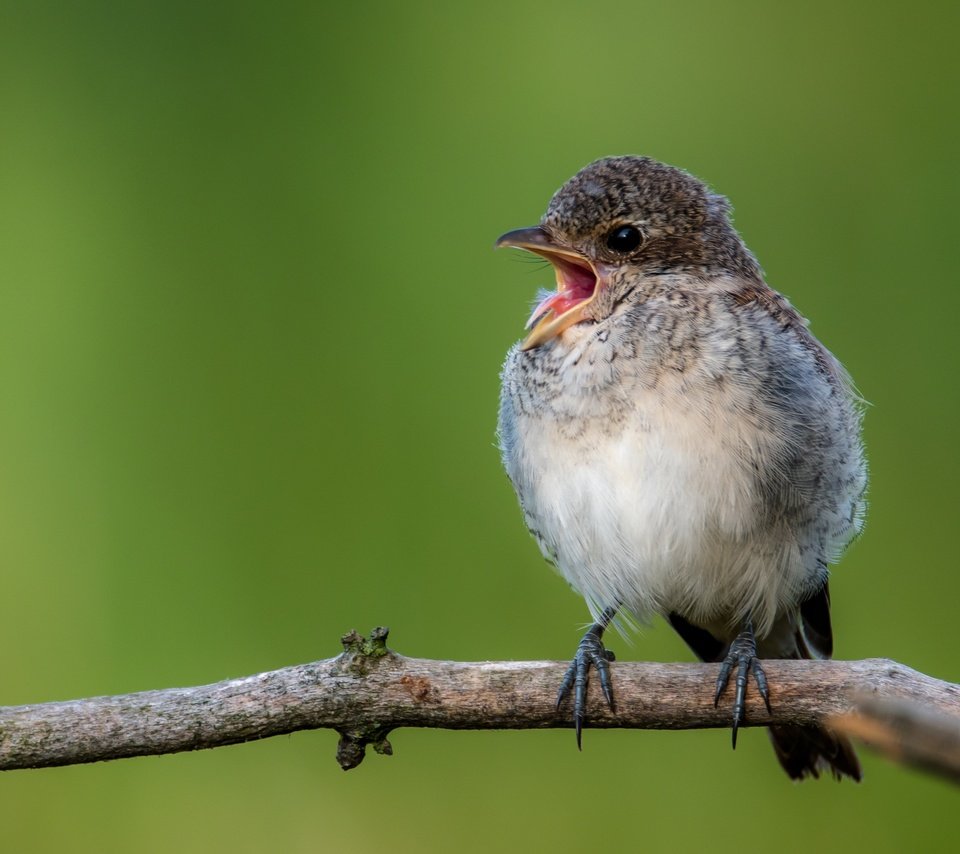 Обои ветка, птица, открытая пасть, птаха, сорокопут, branch, bird, open mouth, shrike разрешение 4448x2502 Загрузить