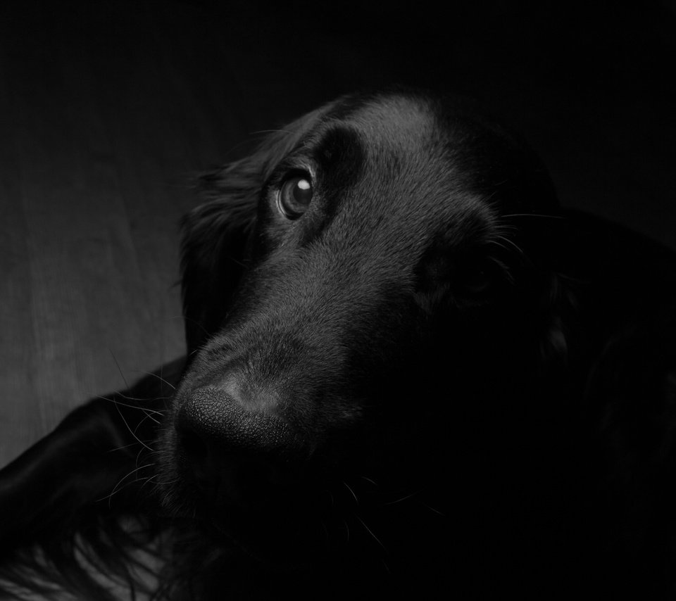Обои мордочка, взгляд, чёрно-белое, собака, друг, muzzle, look, black and white, dog, each разрешение 4219x2813 Загрузить
