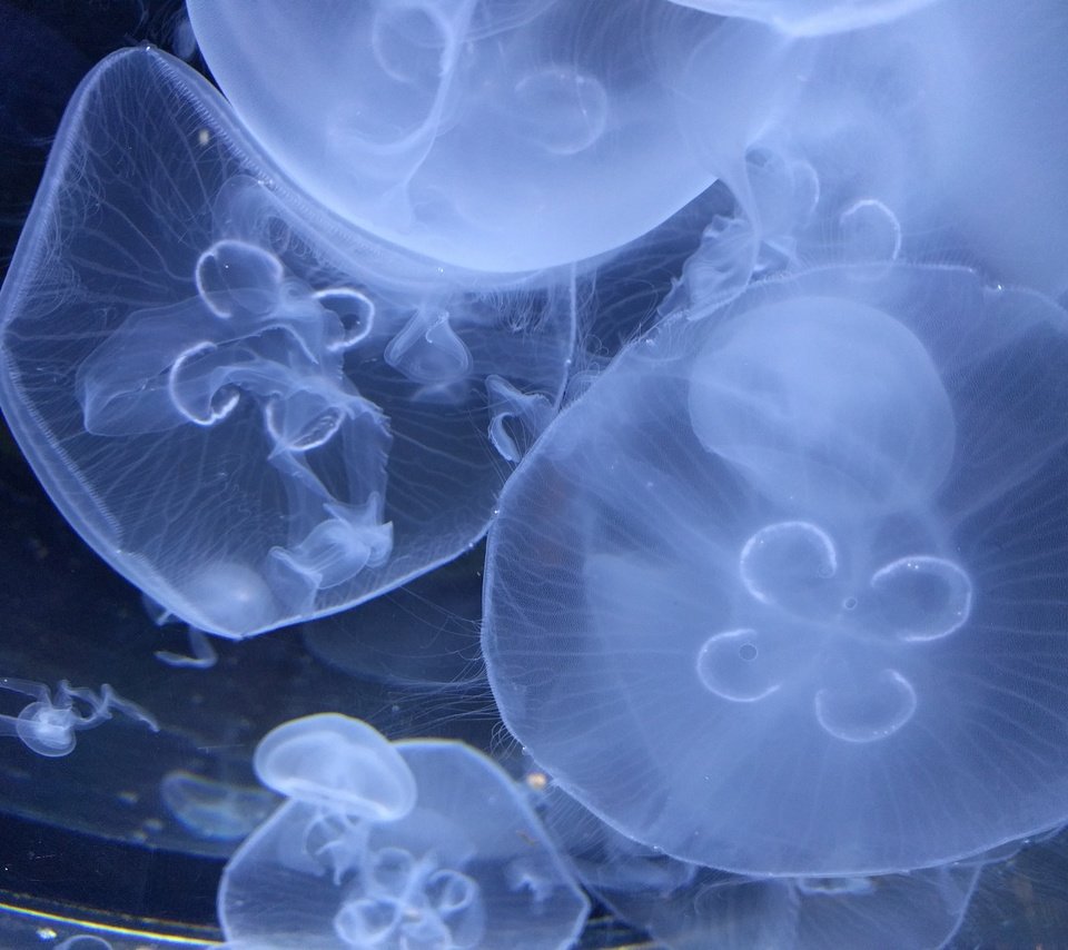 Обои медузы, подводный мир, крупным планом, подводый мир, jellyfish, underwater world, closeup, podvody the world разрешение 4032x3024 Загрузить