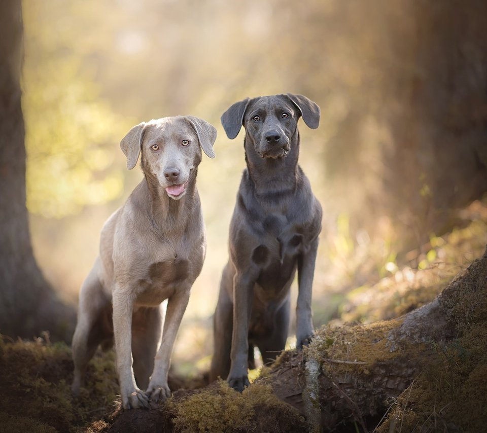 Обои мордочка, взгляд, лабрадор, собаки, боке, silver labradors, muzzle, look, labrador, dogs, bokeh разрешение 2048x1367 Загрузить