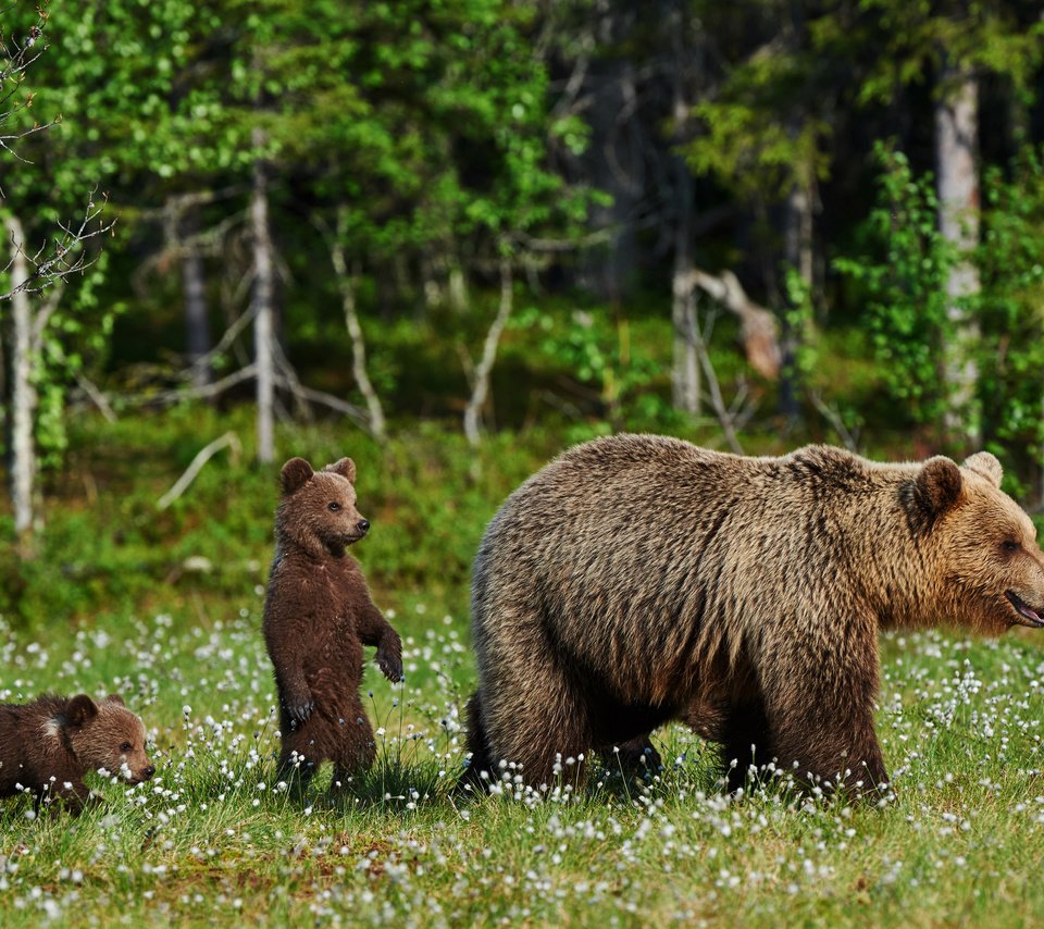 Обои трава, природа, полевые цветы, медведи, медведица, медвежата, grass, nature, wildflowers, bears, bear разрешение 4200x2795 Загрузить