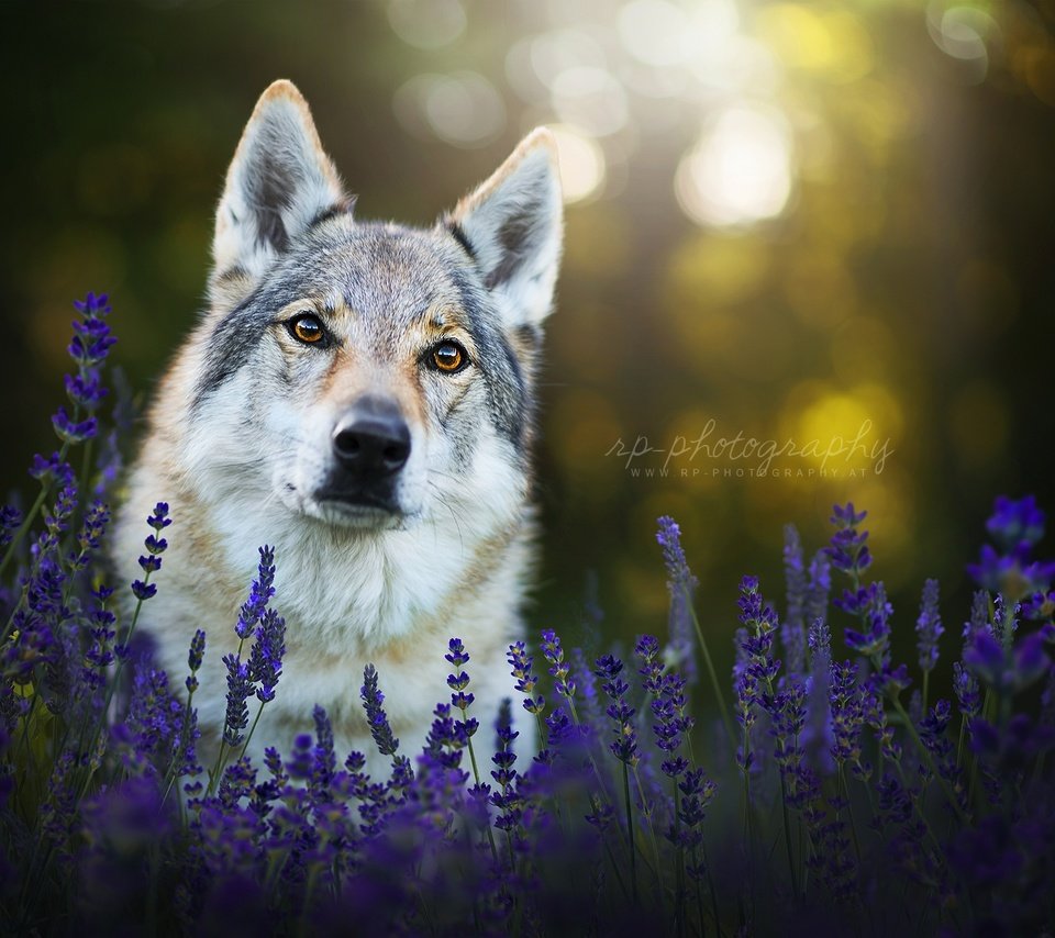 Обои морда, цветы, лаванда, взгляд, собака, чехословацкая волчья собака, face, flowers, lavender, look, dog, the czechoslovakian wolfdog разрешение 2048x1284 Загрузить