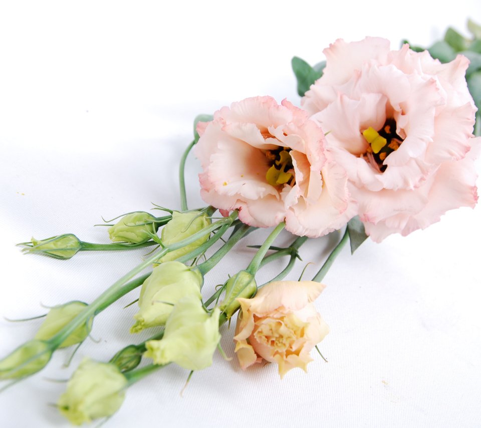 Обои цветы, бутоны, букет, эустома, flowers, buds, bouquet, eustoma разрешение 3456x2314 Загрузить