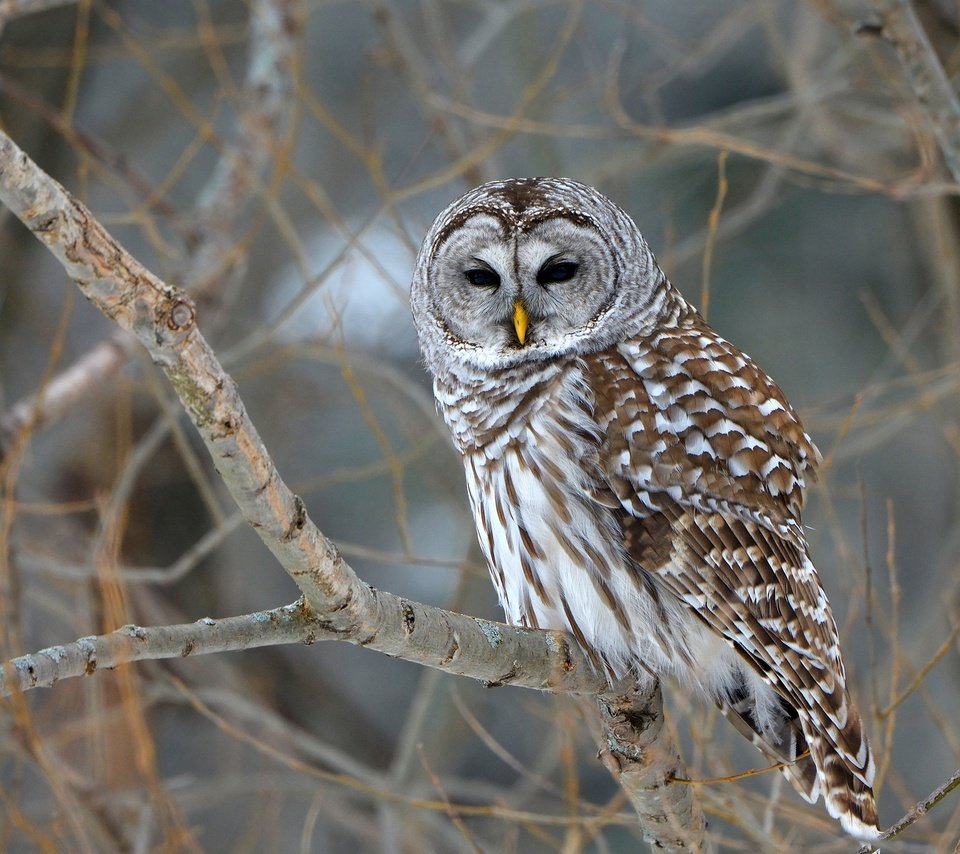 Обои деревья, сова, природа, ветки, птица, боке, неясыть, barred owl, trees, owl, nature, branches, bird, bokeh разрешение 2048x1294 Загрузить