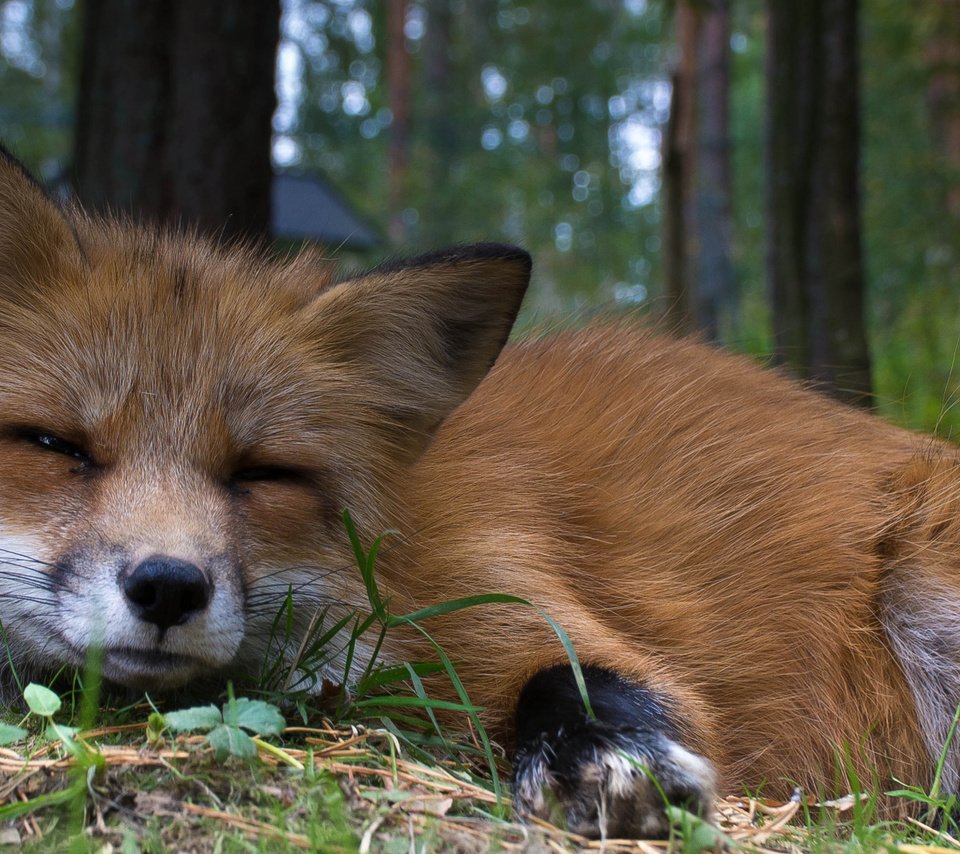 Обои взгляд, рыжая, лиса, животное, мех, look, red, fox, animal, fur разрешение 1920x1080 Загрузить