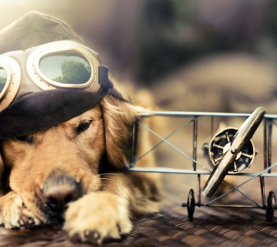 Обои самолет, лётчик, очки, собака, голден ретривер, шлемофон, the plane, pilot, glasses, dog, golden retriever, headset разрешение 2560x1600 Загрузить