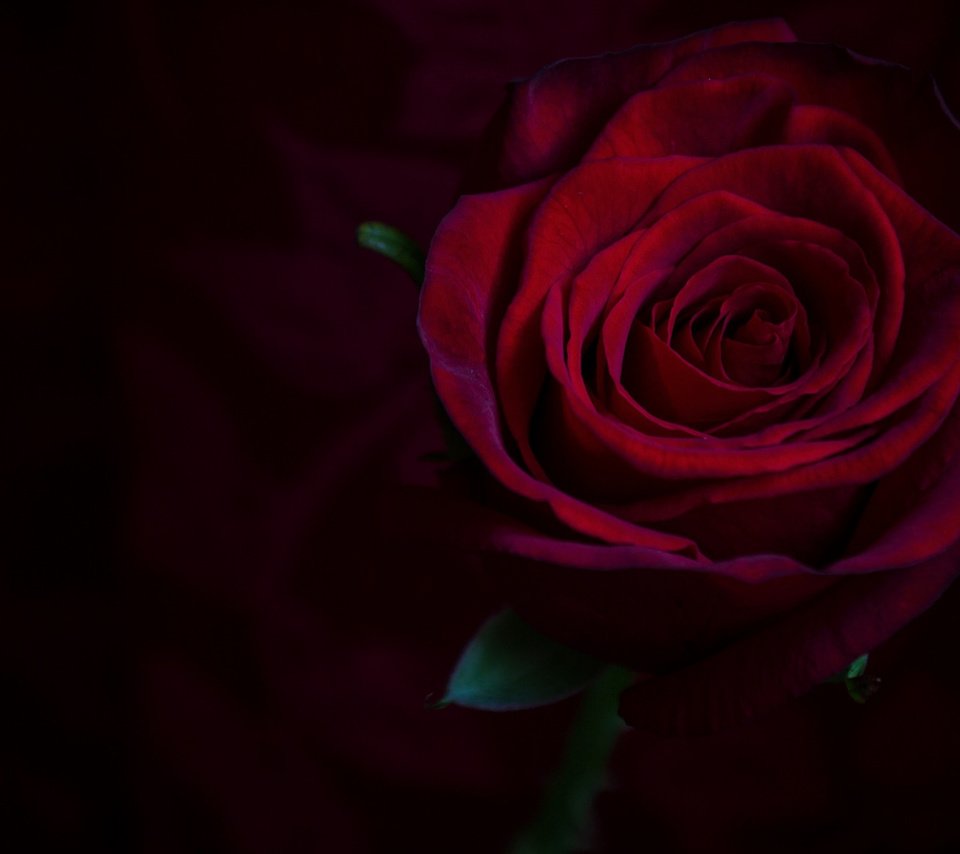 Обои макро, фон, роза, бордовый, macro, background, rose, burgundy разрешение 2112x1188 Загрузить