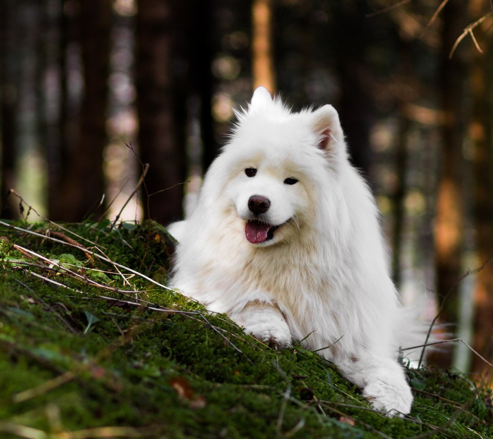 Обои природа, лес, собака, язык, боке, самоед, nature, forest, dog, language, bokeh, samoyed разрешение 2112x1188 Загрузить