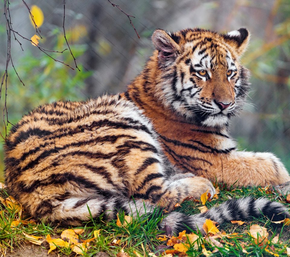 Обои тигр, лежит, морда, тигренок, малыш, природа, боке, листья, фон, листва, взгляд, осень, tiger, lies, face, baby, nature, bokeh, leaves, background, foliage, look, autumn разрешение 2112x1188 Загрузить