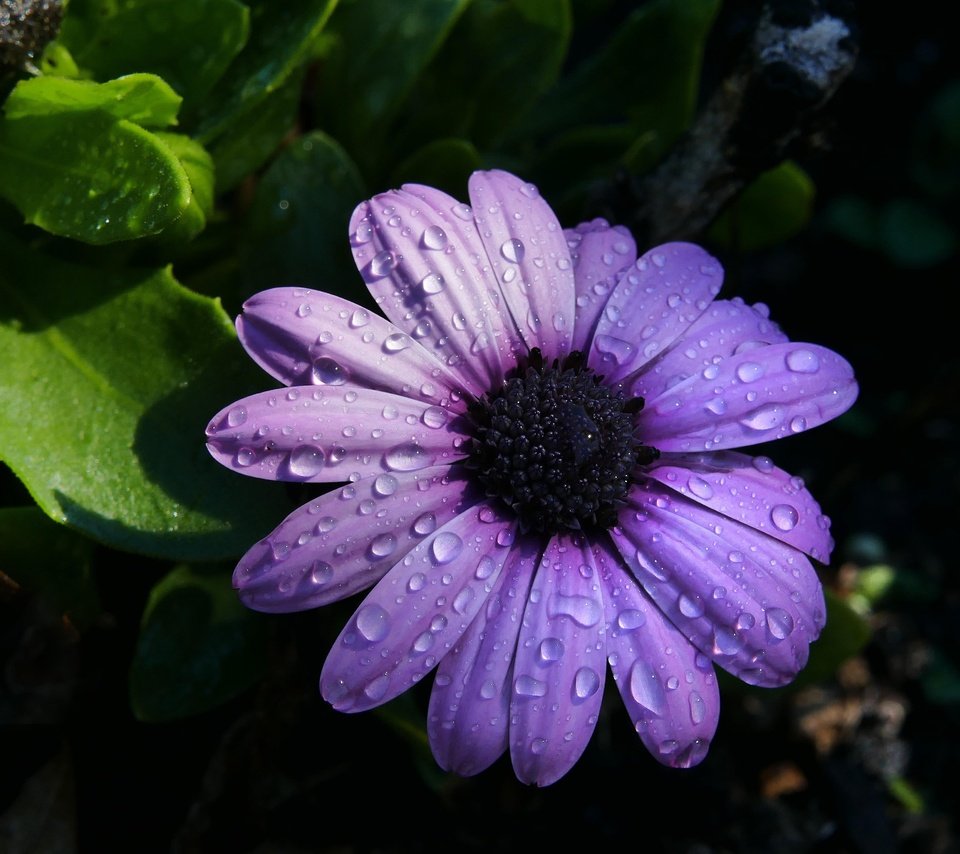 Обои цветок, лепестки, черный фон, фиолетовые, капли воды, остеоспермум, flower, petals, black background, purple, water drops, osteospermum разрешение 4856x3289 Загрузить