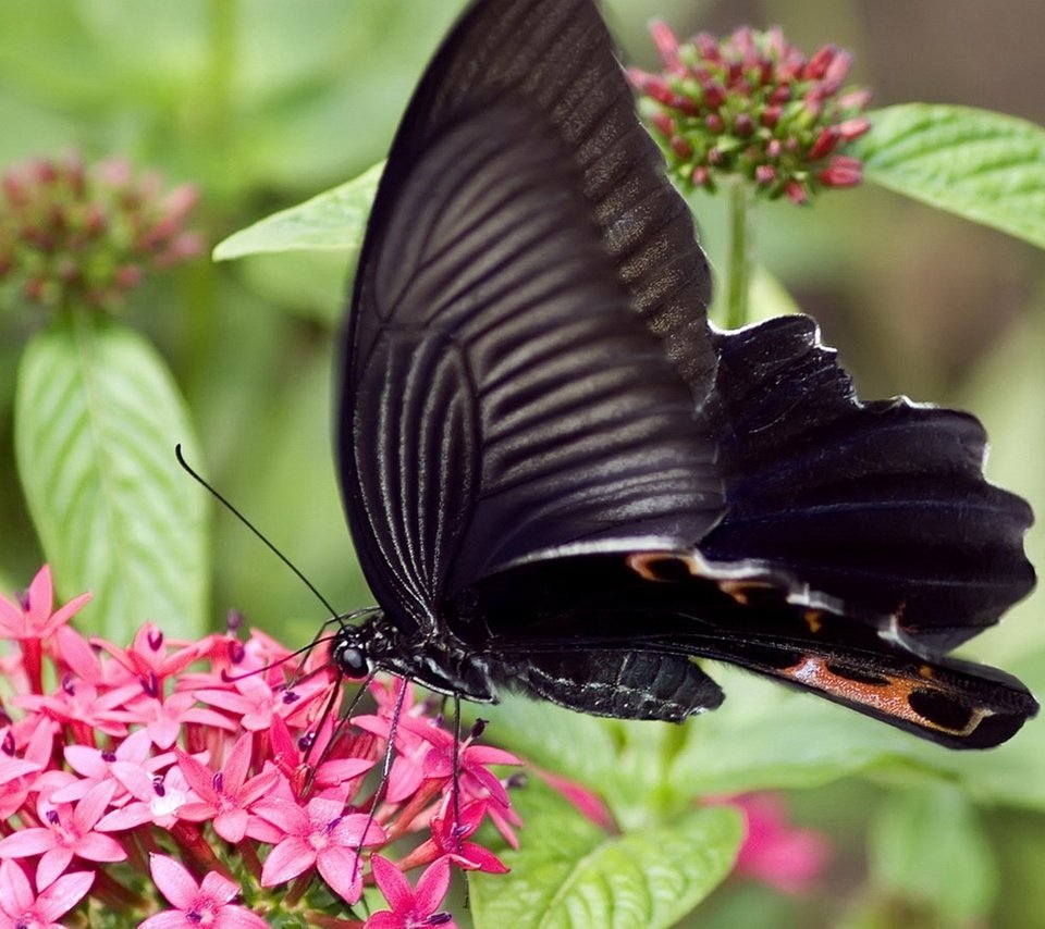 Обои цветы, насекомое, бабочка, крылья, flowers, insect, butterfly, wings разрешение 1920x1080 Загрузить