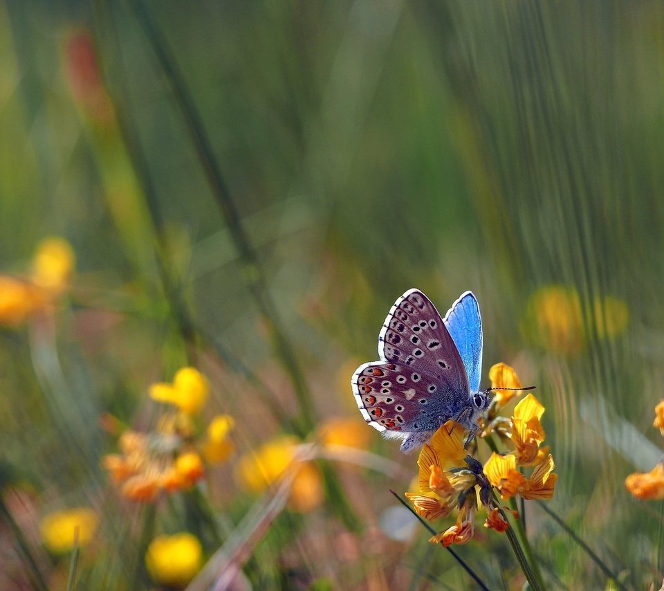 Обои цветы, насекомое, поле, бабочка, крылья, боке, голубянка, flowers, insect, field, butterfly, wings, bokeh, blue разрешение 2048x1152 Загрузить