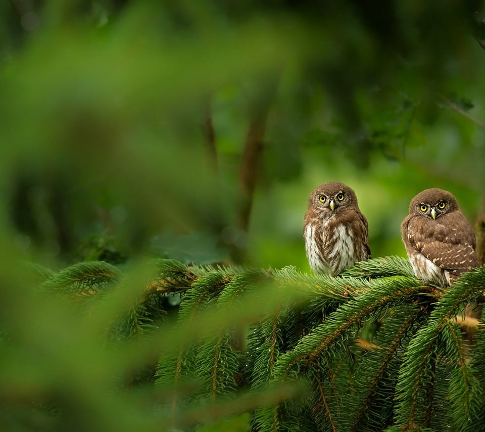 Обои сова, сыч, дерево, хвоя, ветки, взгляд, птицы, боке, совы, owl, tree, needles, branches, look, birds, bokeh, owls разрешение 2000x1301 Загрузить