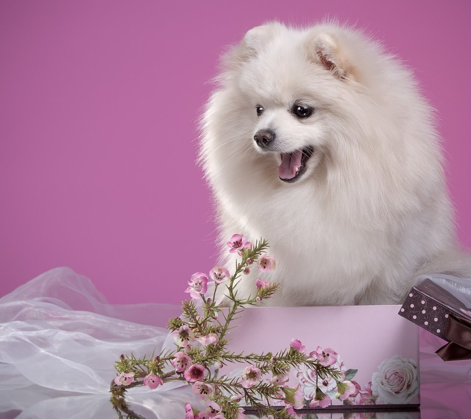 Обои цветы, пушистый, белый, щенок, коробка, шпиц, мими, flowers, fluffy, white, puppy, box, spitz, mimi разрешение 2700x1796 Загрузить