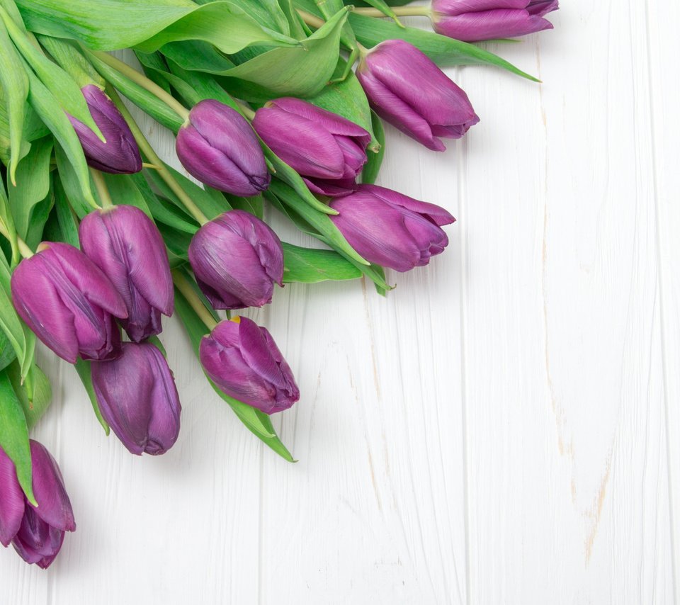 Обои тюльпаны, tulips разрешение 1920x1080 Загрузить