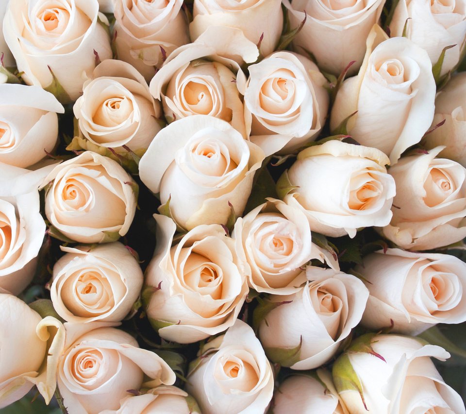 Обои бутоны, розы, лепестки, букет, buds, roses, petals, bouquet разрешение 3150x3150 Загрузить