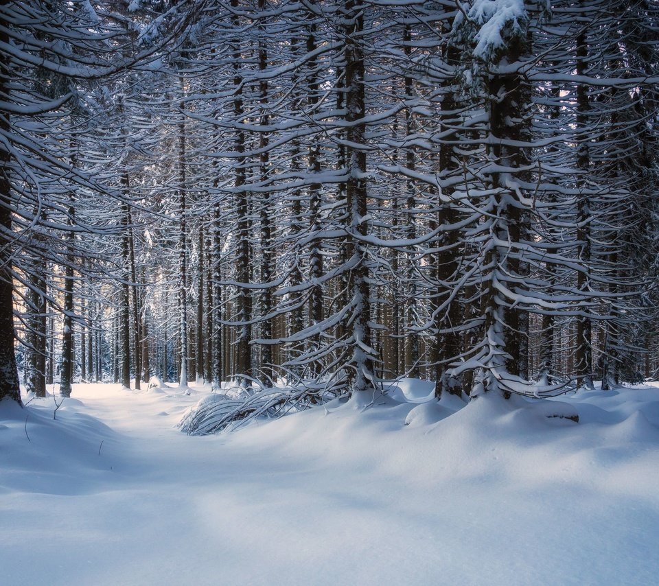 Обои деревья, снег, лес, зима, trees, snow, forest, winter разрешение 3840x2160 Загрузить