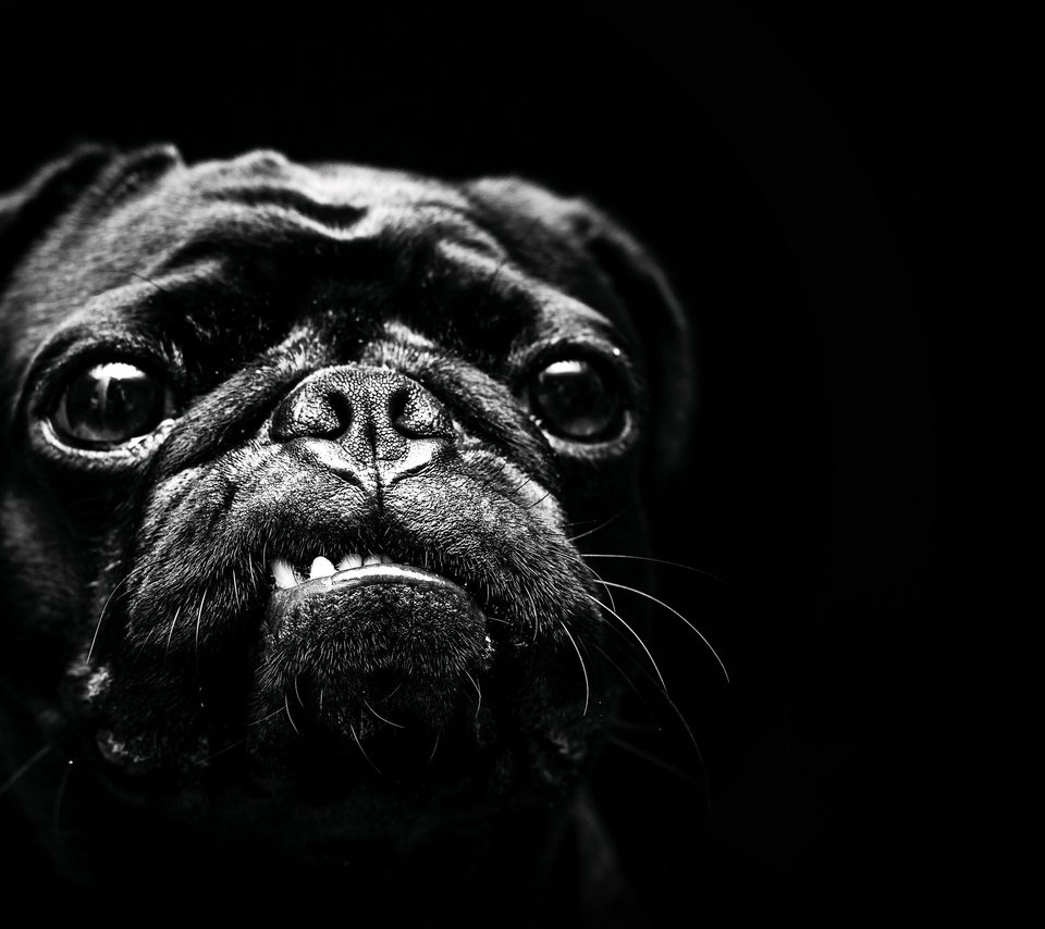 Обои чёрно-белое, собака, мопс, black and white, dog, pug разрешение 3840x2160 Загрузить