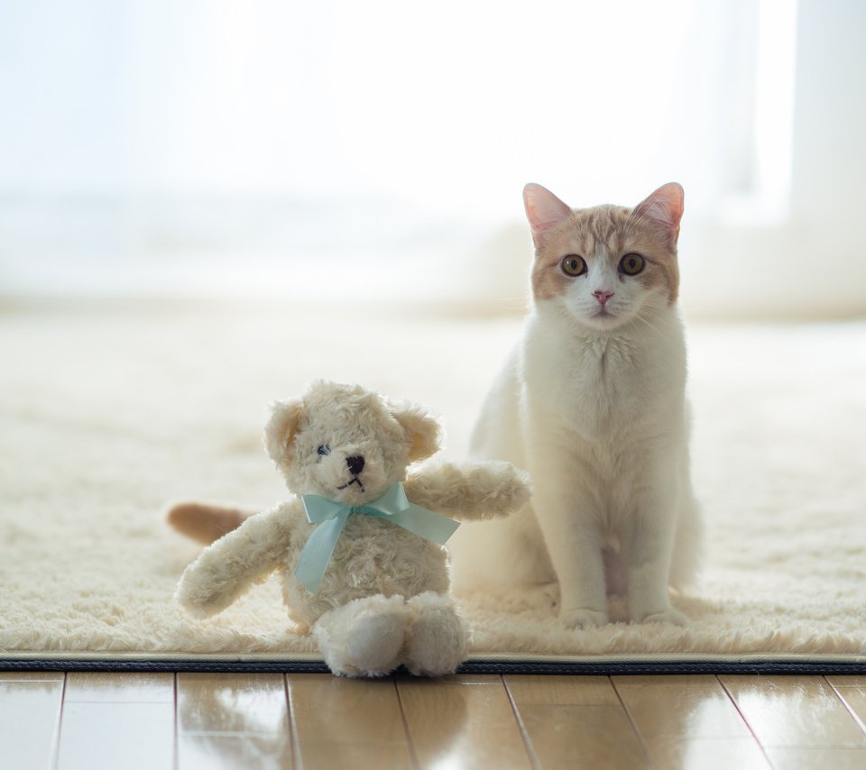 Обои кот, benjamin torode, ханна, плюшевая игрушка, cat, hannah, plush toy разрешение 2048x1365 Загрузить