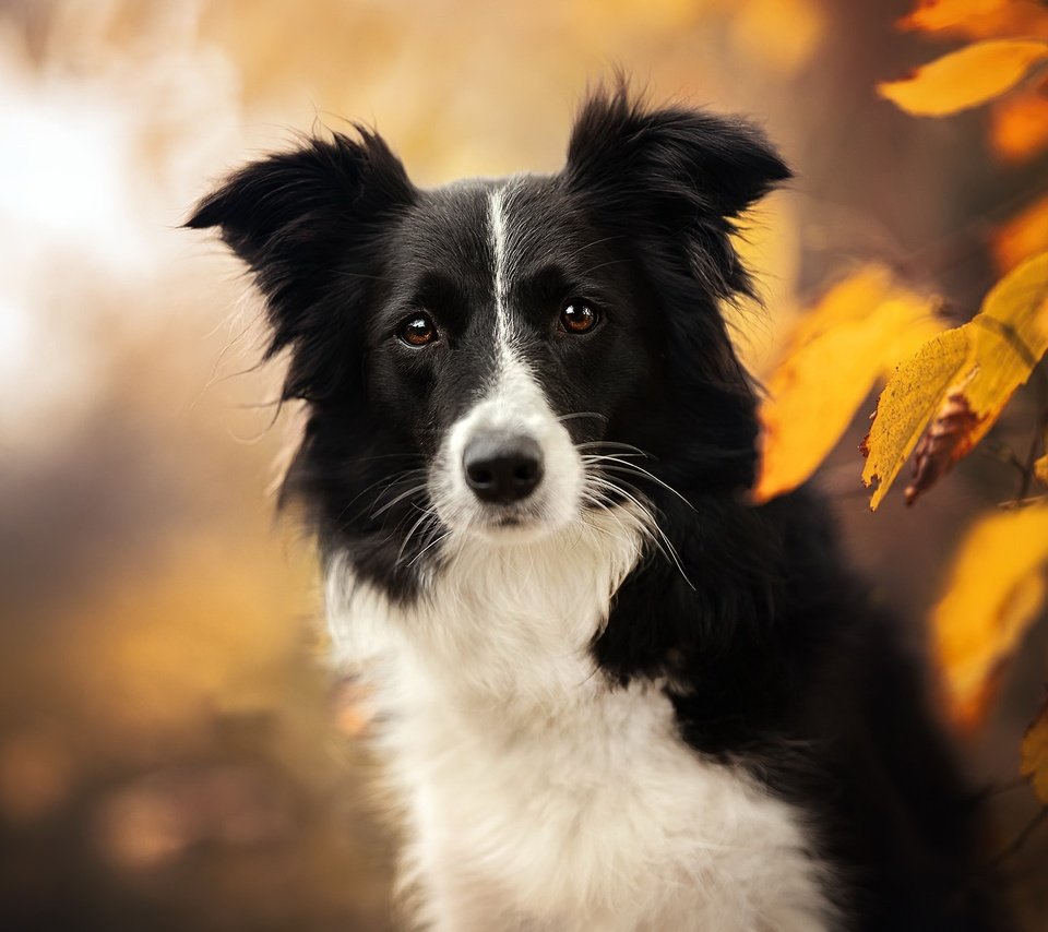 Обои морда, природа, листья, взгляд, осень, собака, бордер-колли, face, nature, leaves, look, autumn, dog, the border collie разрешение 2048x1365 Загрузить