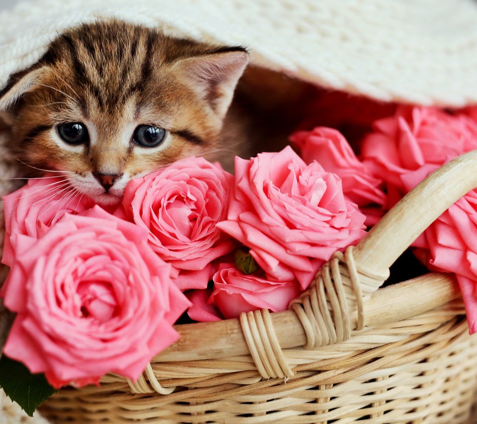 Обои цветы, кот, розы, кошка, котенок, розовые, малыш, корзинка, flowers, cat, roses, kitty, pink, baby, basket разрешение 5760x3821 Загрузить
