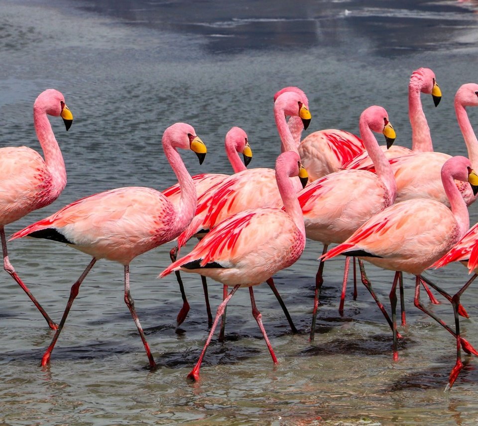 Обои берег, фламинго, водоем, птицы, много, стая, розовый фламинго, shore, flamingo, pond, birds, a lot, pack, pink flamingos разрешение 2000x1332 Загрузить