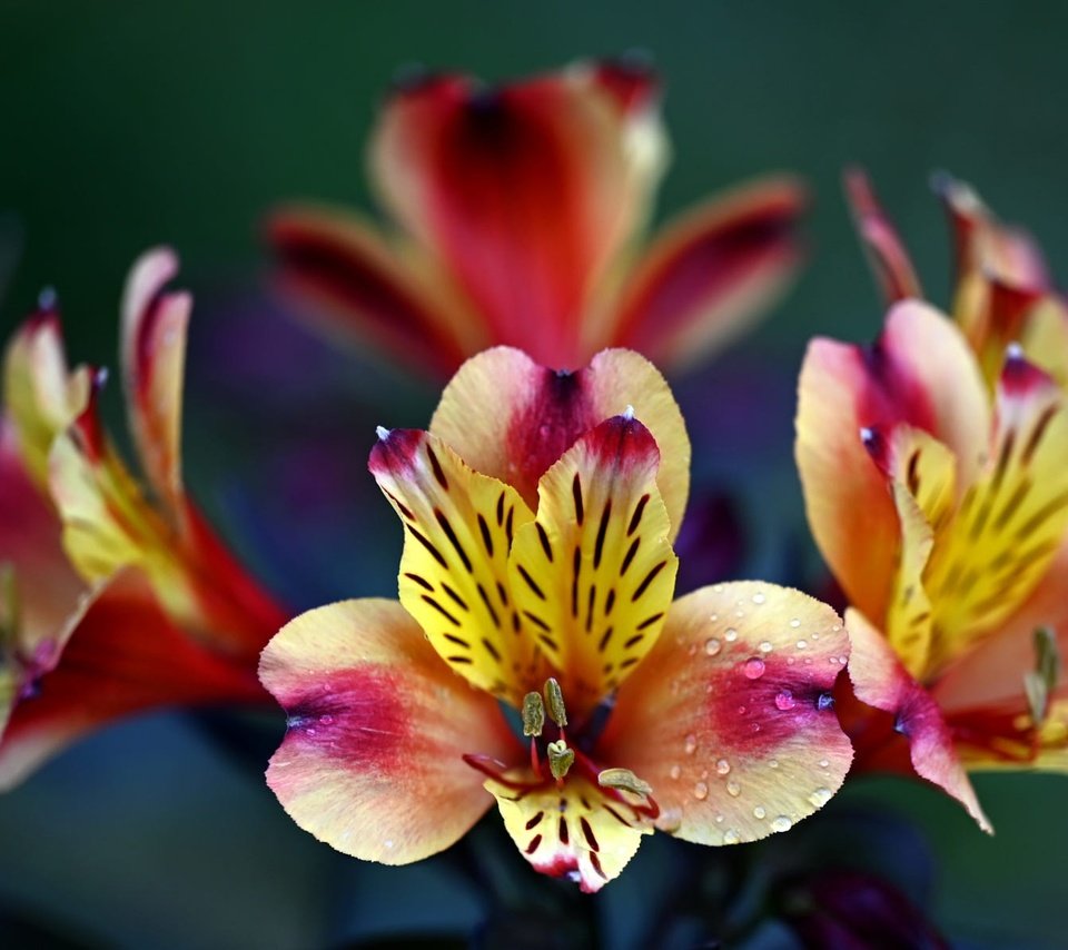 Обои цветы, капли, яркие, боке, альстромерия, flowers, drops, bright, bokeh, alstroemeria разрешение 2000x1198 Загрузить