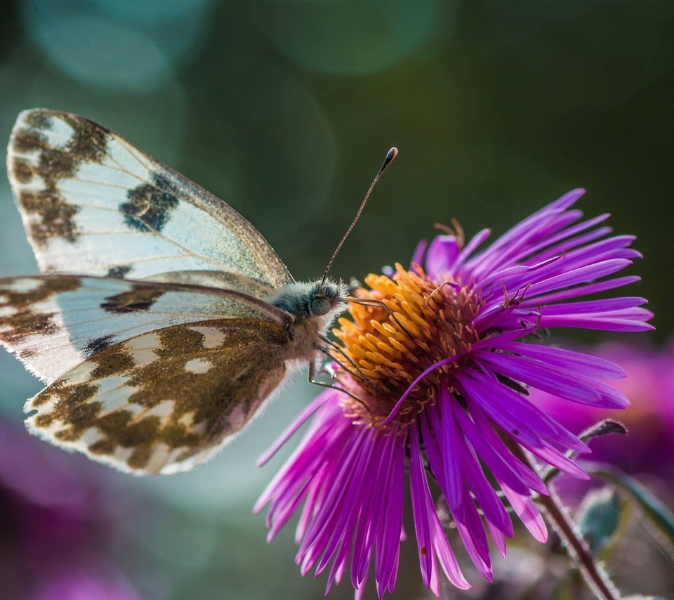 Обои цветы, природа, макро, насекомое, бабочка, крылья, боке, flowers, nature, macro, insect, butterfly, wings, bokeh разрешение 3000x2000 Загрузить