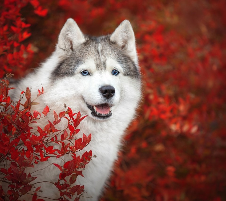 Обои морда, ветки, взгляд, осень, собака, хаски, боке, face, branches, look, autumn, dog, husky, bokeh разрешение 1920x1280 Загрузить