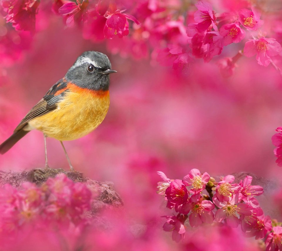 Обои природа, птица, тайвань, вишня, цветки, боке, fuyi chen, nature, bird, taiwan, cherry, flowers, bokeh разрешение 2000x1339 Загрузить